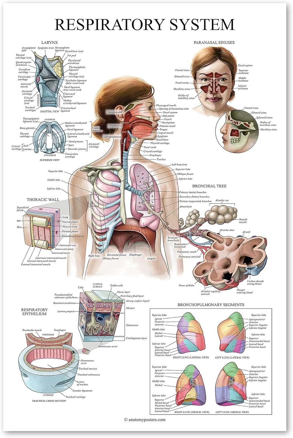 Laminated Respiratory System Anatomical Chart - Lung Anatomy Poster - 18" x 24"
