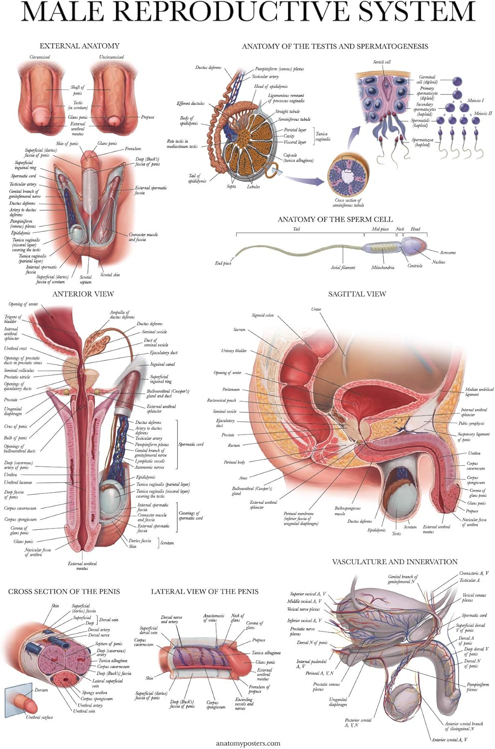 Laminated Male Reproductive System Anatomical Chart - Male Anatomy Poster - 18" x 24"