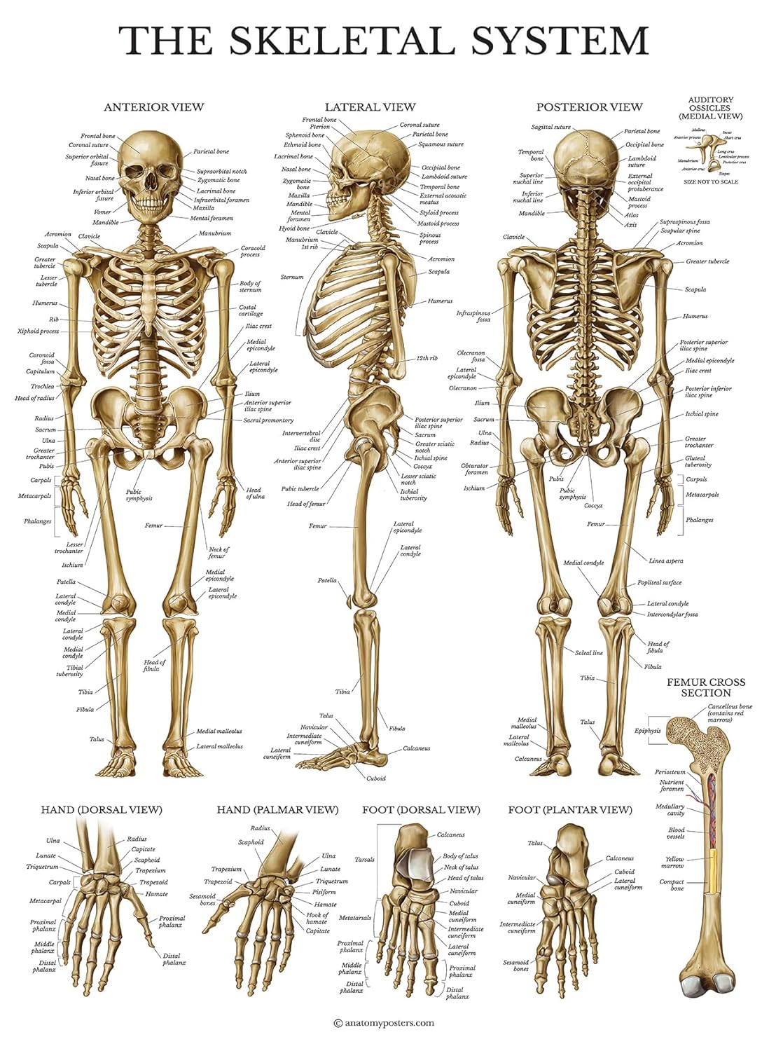 Skeletal System Anatomical Chart - LAMINATED - Human Skeleton Anatomy Poster - Double Sided (18 x 27)