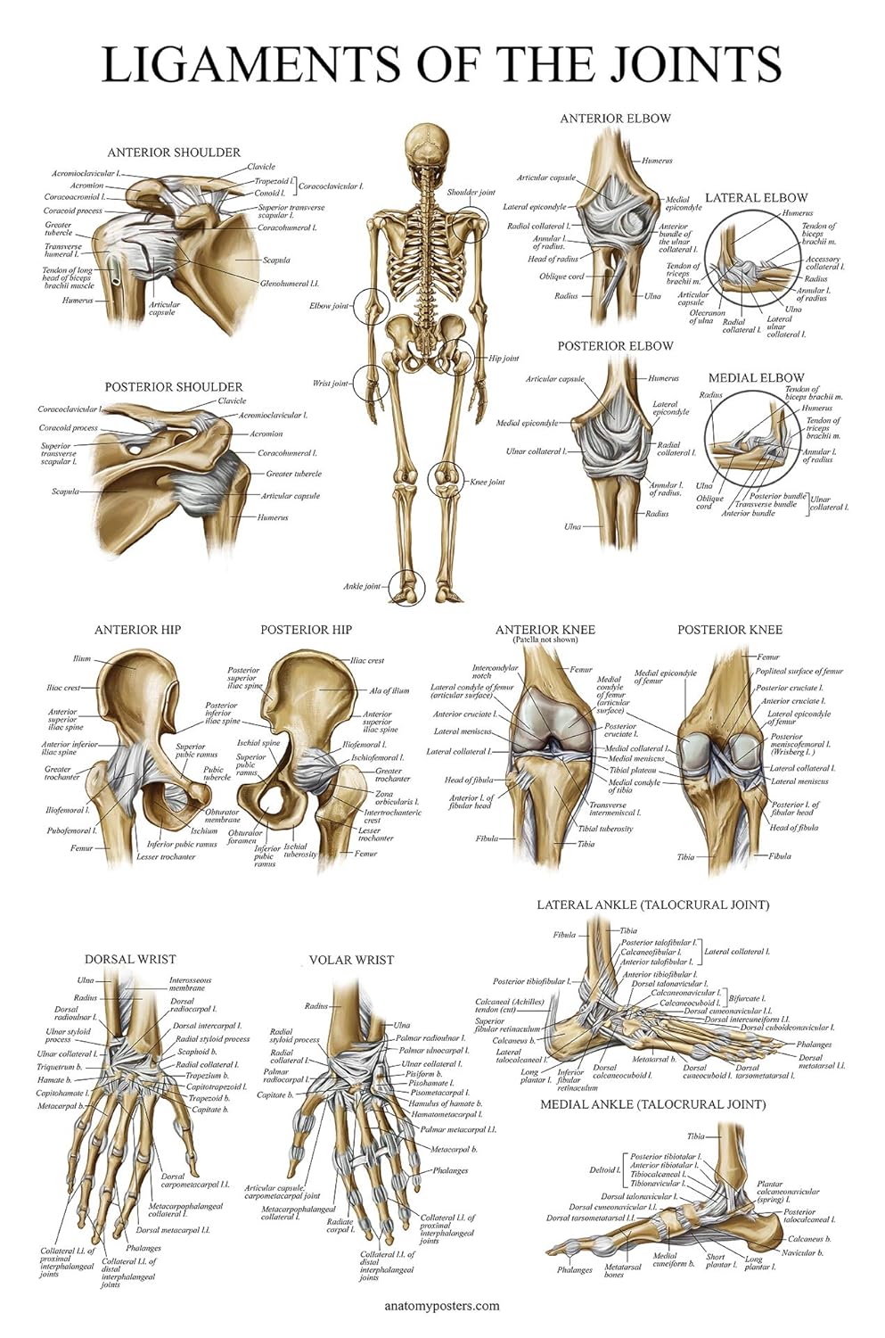 Ligaments of the Joints Anatomical Poster - LAMINATED - Ligament Anatomy Chart - 18 x 24