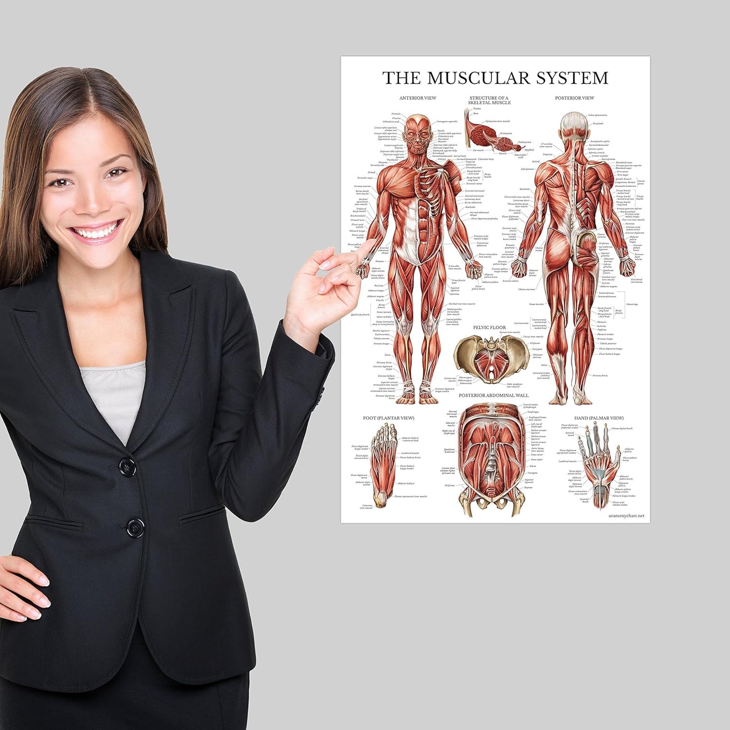 4 Pack - Anatomical Poster Set - Laminated - Muscular, Skeletal, Ligaments of the Joints, Anatomy of the Spine - Anatomy Chart Set (LAMINATED, 18β x 24β)