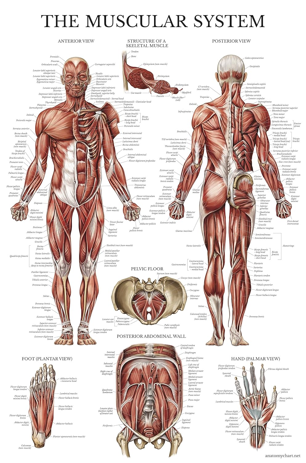 Muscular System Anatomical Poster - Laminated - Muscle Anatomy Chart - Double Sided (18 x 27)