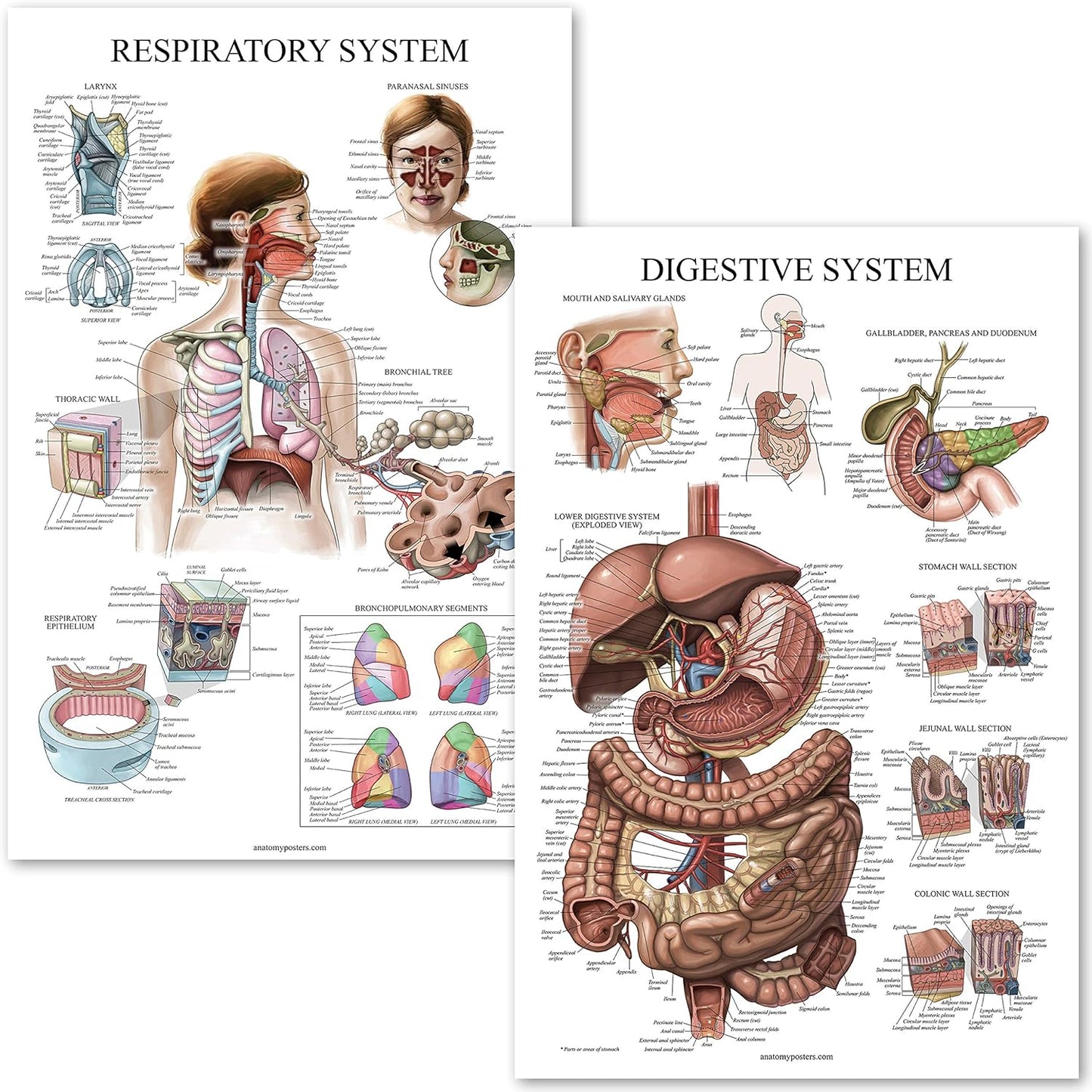 Digestive System & Respiratory System Anatomy Posters - Laminated 2 Chart Set - 18" x 24" (Digestive/Respiratory)