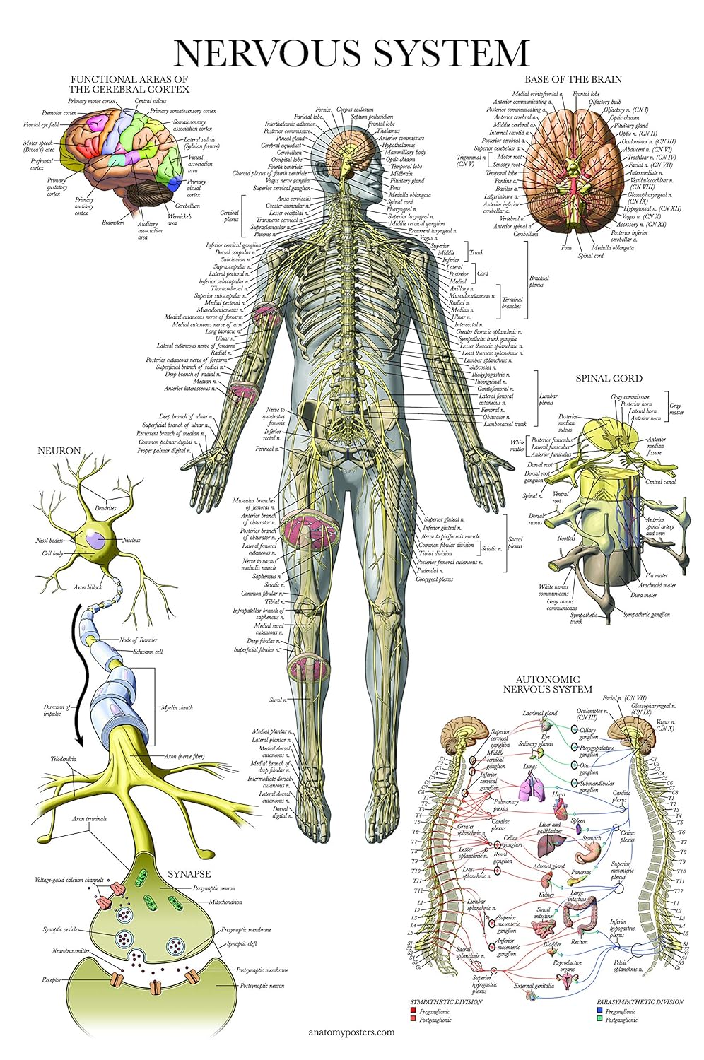 Nervous System Anatomy Poster - Laminated - Autonomic Nervous System & Brain Anatomical Chart - 18" x 27"