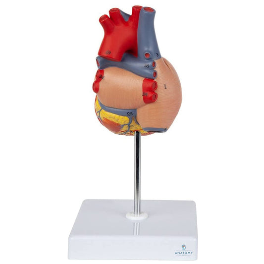 Heart Model (Life-Size)