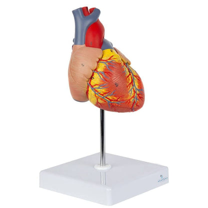 Heart Model (Life-Size)