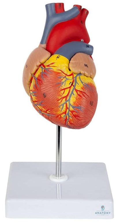 Heart Model (Life-Size)