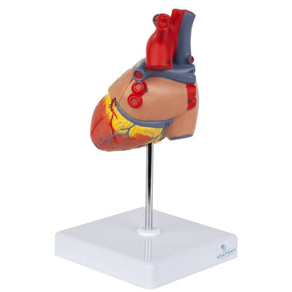 Heart Model (Life-Size)