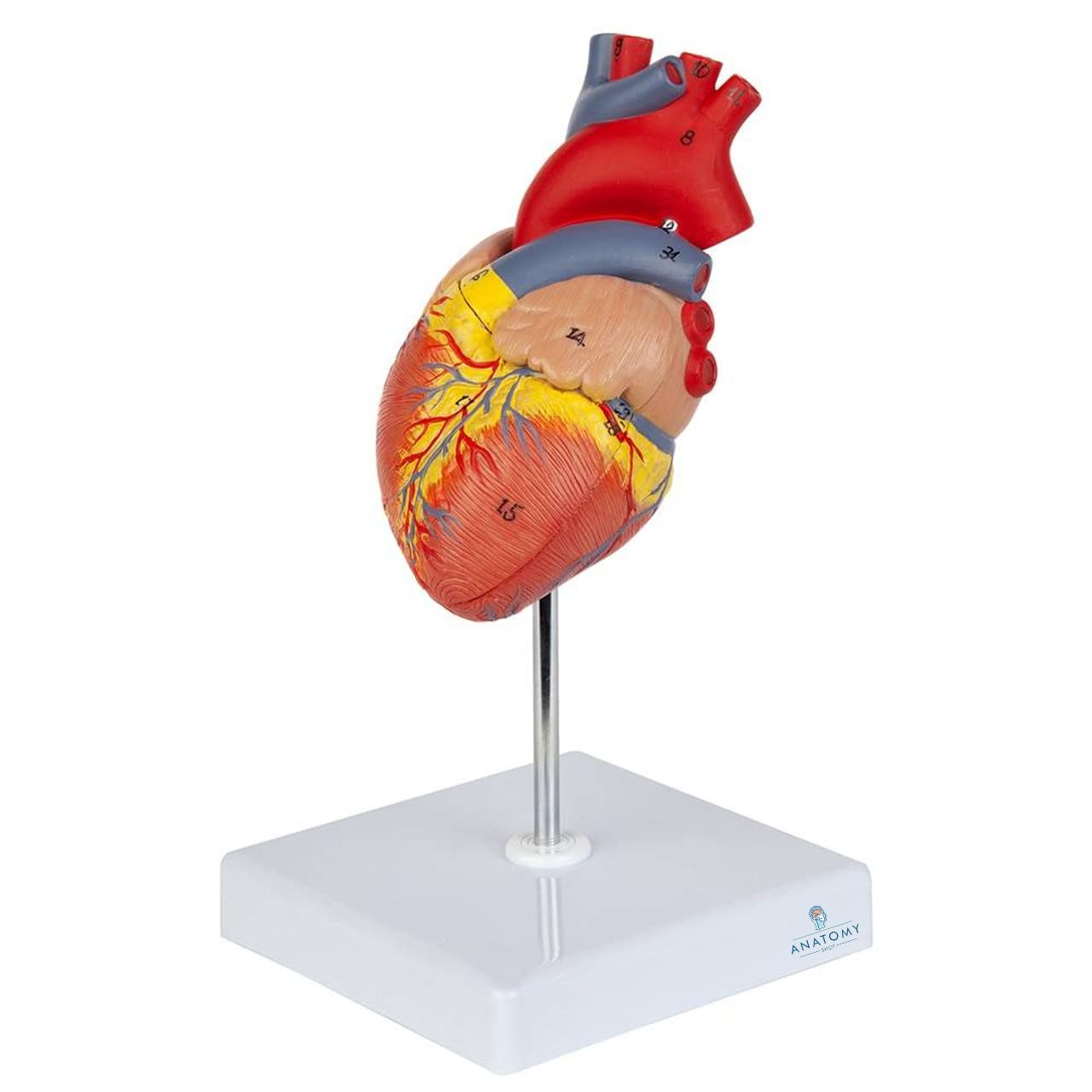 Heart Model (Life-Size)