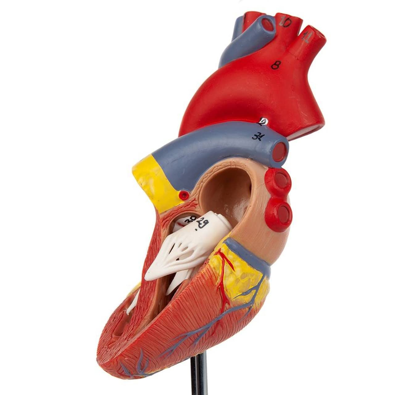 Heart Model (Life-Size)