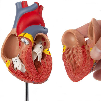 Heart Model (Life-Size)