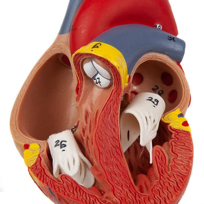 Heart Model (Life-Size)