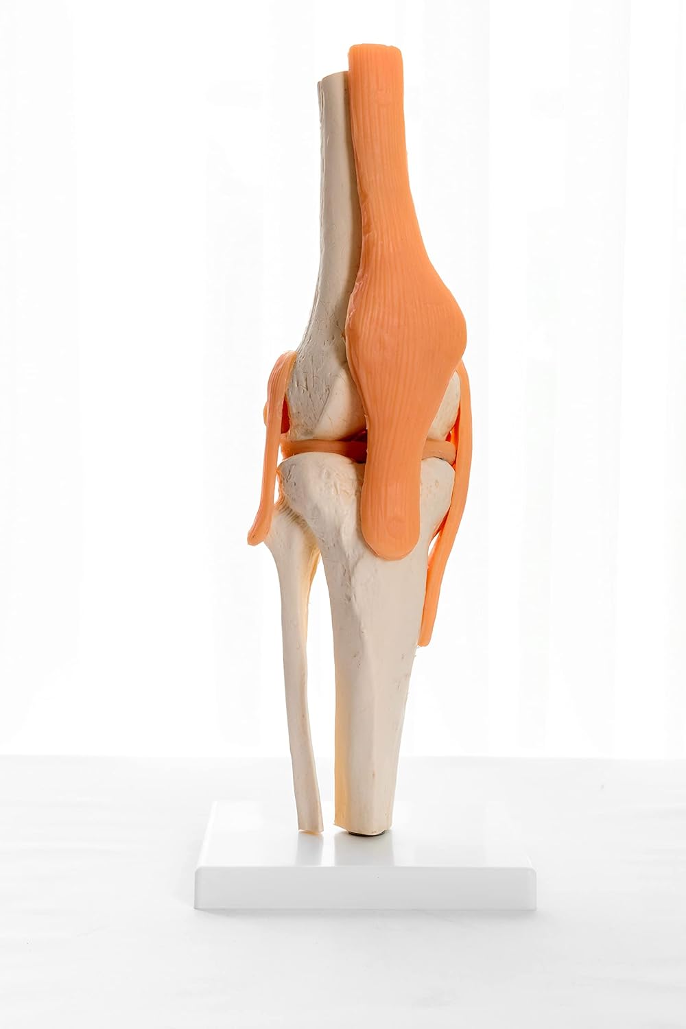 Adult Human Knee Joint Bone