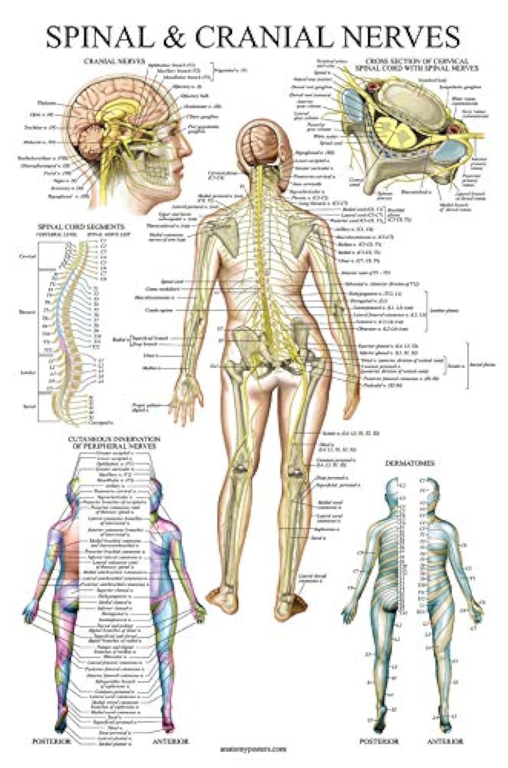 Spinal Nerves Anatomical Chart - Spine and Cranial Nervous System Anatomy Poster (with Dermatomes) (Laminated, 18 x 27)