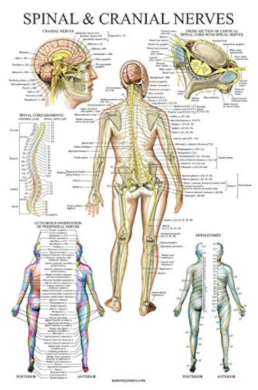 Spinal Nerves Anatomical Chart - Spine and Cranial Nervous System Anatomy Poster (with Dermatomes) (Laminated, 18 x 27)