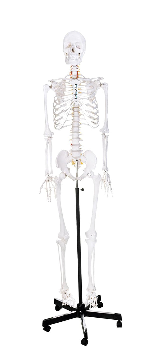 Fibrous Human Skeleton Model (170 cm)