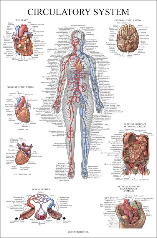 Circulatory System Anatomical Chart - Vascular Anatomy Poster - (18" x 24")