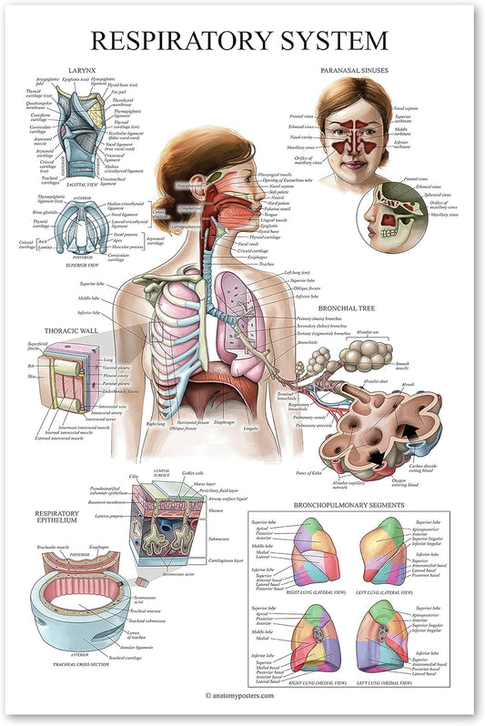 Laminated Respiratory System Anatomical Chart - Lung Anatomy Poster - 18" x 24"