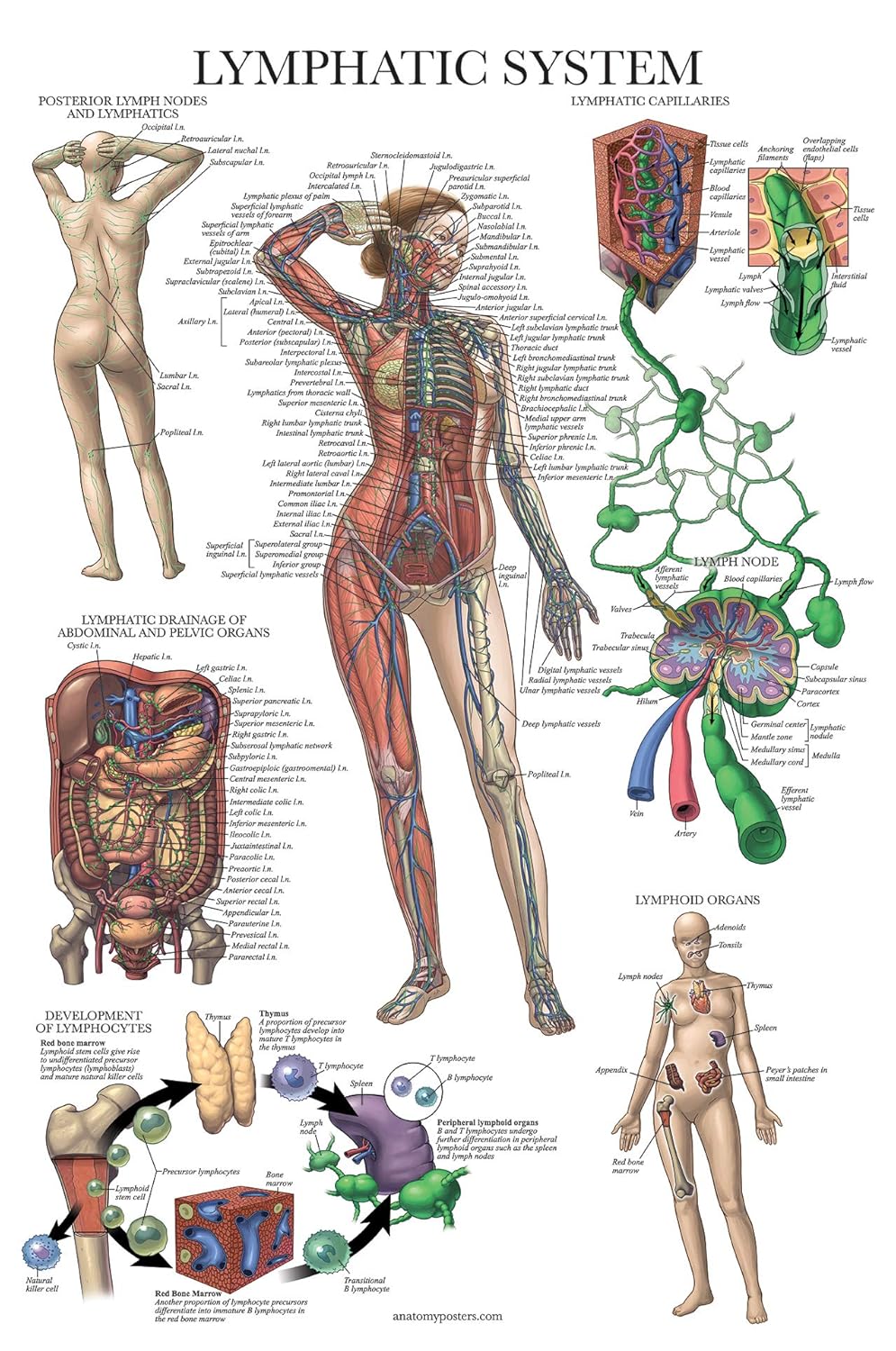 Laminated Lymphatic System Anatomical Poster - Lymphatic Anatomy Chart - 18" x 27"
