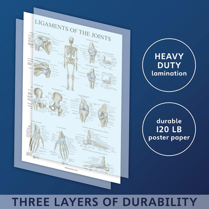 4 Pack - Anatomical Poster Set - Laminated - Muscular, Skeletal, Ligaments of the Joints, Anatomy of the Spine - Anatomy Chart Set (LAMINATED, 18” x 24”)
