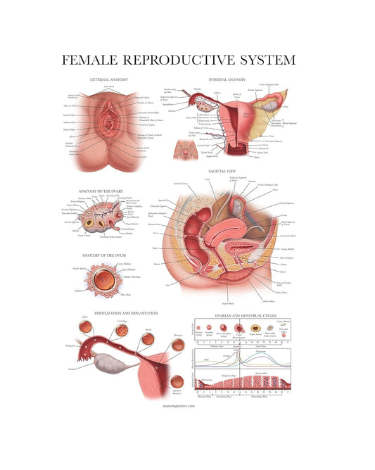 Laminated Female Reproductive System Anatomy Chart - 18" x 24" Educational Poster for Home Office, Classroom