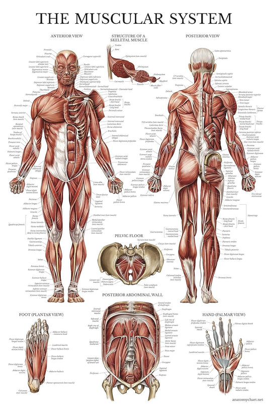 Muscular System Anatomical Poster - Laminated - Muscle Anatomy Chart - Double Sided (18 x 27)