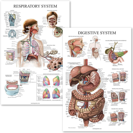 Digestive System & Respiratory System Anatomy Posters - Laminated 2 Chart Set - 18" x 24" (Digestive/Respiratory)