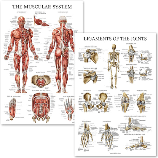 Muscular System and Ligaments of the Joints Anatomical Poster Set - Laminated 2 Chart Set - Muscles and Ligaments Anatomy - 18 x 24