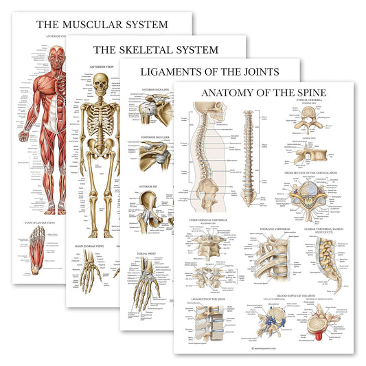 4 Pack - Anatomical Poster Set - Laminated - Muscular, Skeletal, Ligaments of the Joints, Anatomy of the Spine - Anatomy Chart Set (LAMINATED, 18” x 24”)